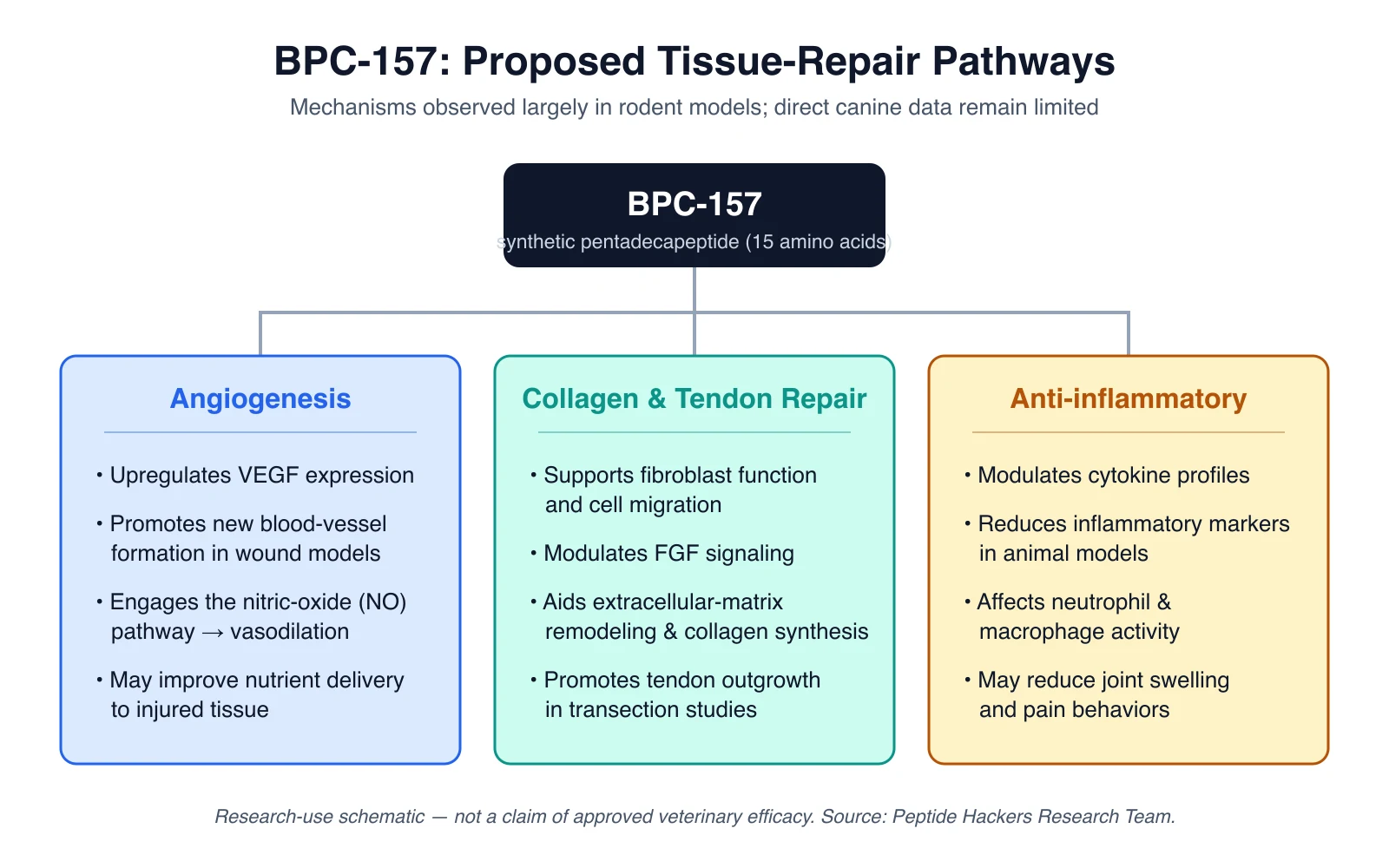 Diagram of BPC-157 proposed tissue-repair pathways in dogs: angiogenesis via VEGF, collagen and tendon repair, and anti-inflammatory effects